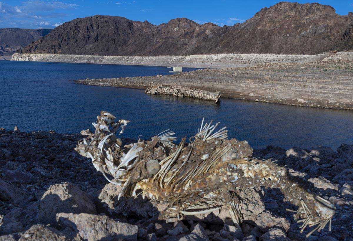 A WWII-era landing craft used to transport troops or tanks, along with a fish skeleton nearby, ...