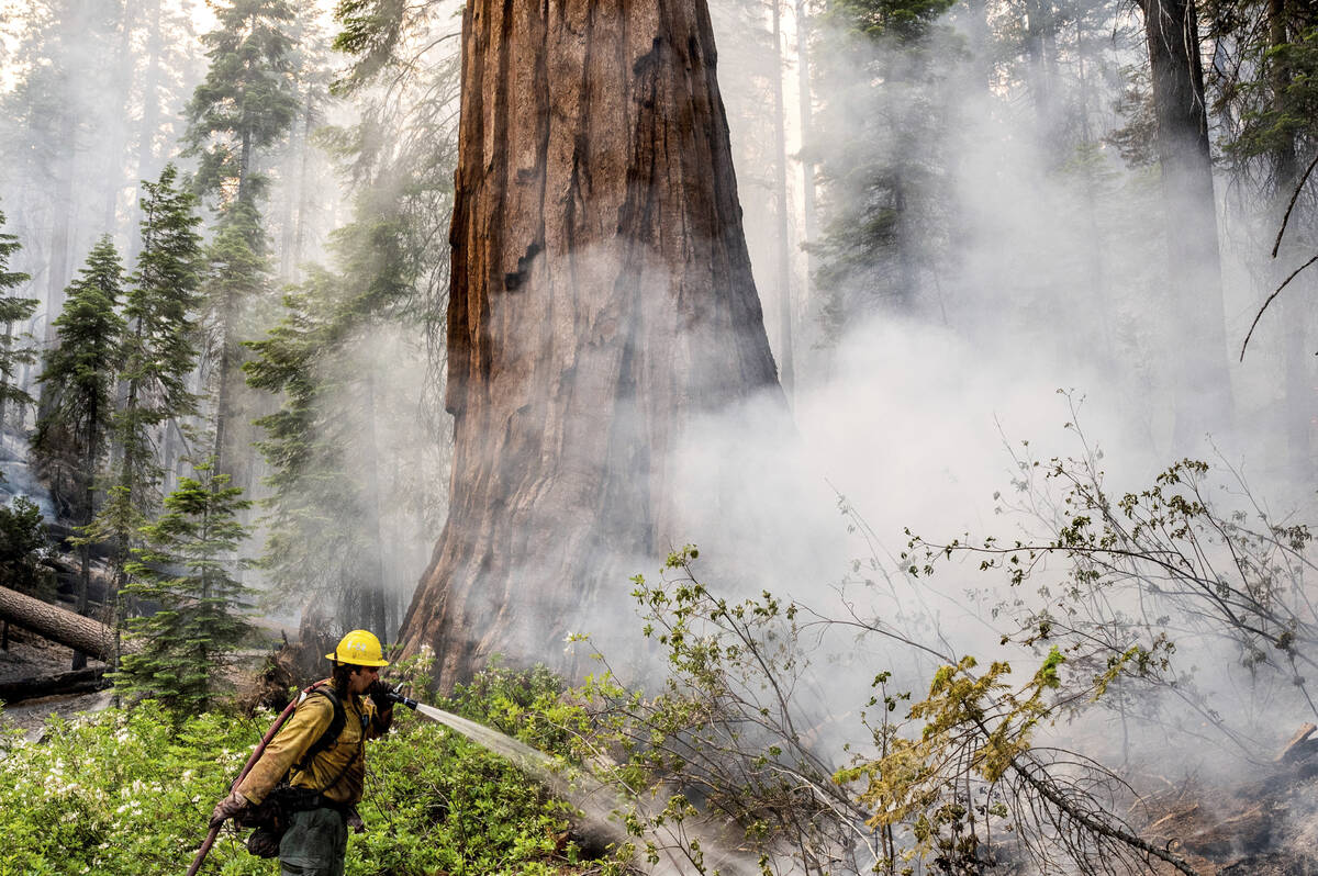 Yosemite terbakar, asap mengepul saat kru melindungi sequoia ikonik