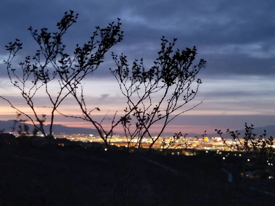 The scrappy creosote bush, an expert at withstanding Mojave Desert extremes, grows along a Sloa ...