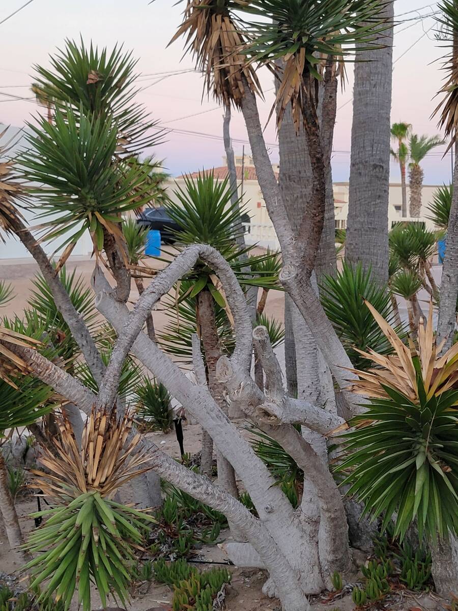 A yucca is in a home landscape in Sonora, Mexico, close to the Sea of Cortez. (Bob Morris)