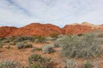 The La Madre Wilderness Area lies west of Las Vegas, between the city and Mount Charleston. (R ...