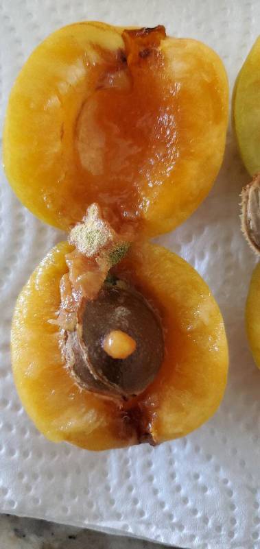This Summer Delite aprium has internal rotting and mold. (Bob Morris)