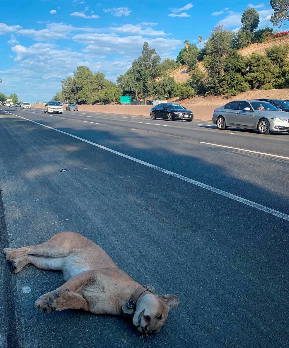 The mountain lion dubbed P-89 is seen after being fatally struck by a vehicle on a highway near ...