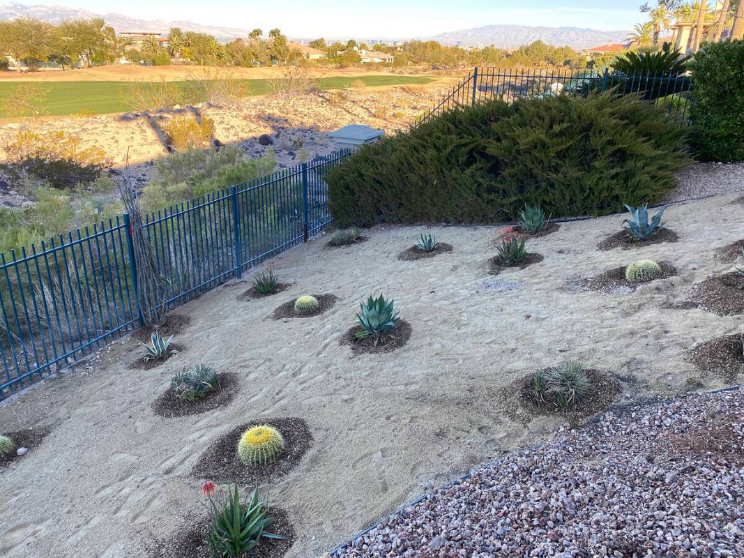 With some knowledge and clever design skills, you can use drought-tolerant plants to create an ...