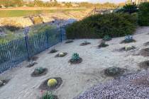 With some knowledge and clever design skills, you can use drought-tolerant plants to create an ...