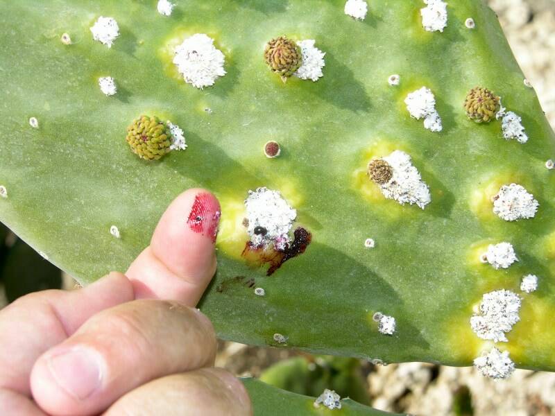 This purple stain is from cochineal scale on beavertail (bunny ears). (Bob Morris)