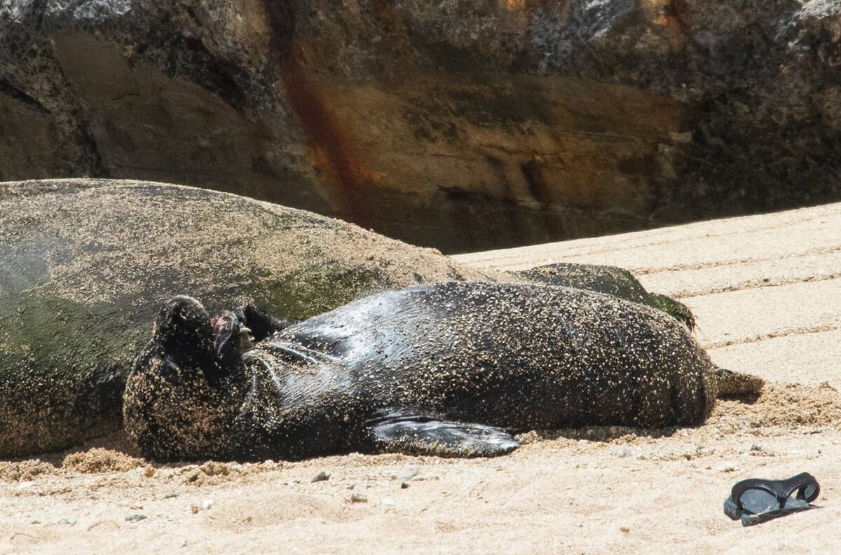 Rocky, an endangered Hawaiian monk seal, rests on a beach with her young pup on Monday, July 25 ...