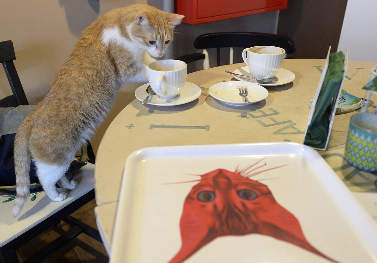 One of seven cats that keep the company of the visitors at a new "Miau Cafe" finishes a cake in ...