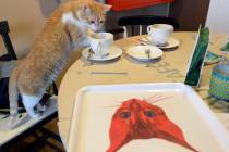 One of seven cats that keep the company of the visitors at a new "Miau Cafe" finishes a cake in ...