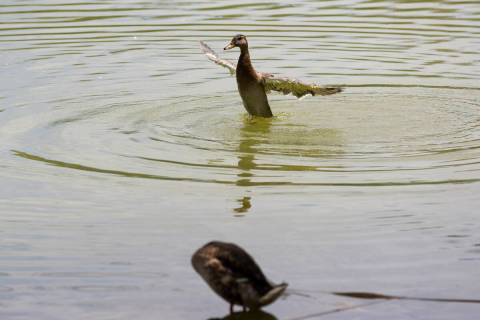 A duck splashes on the water at Floyd Lamb Park in Las Vegas, Friday, July 15, 2022. (Erik Verd ...