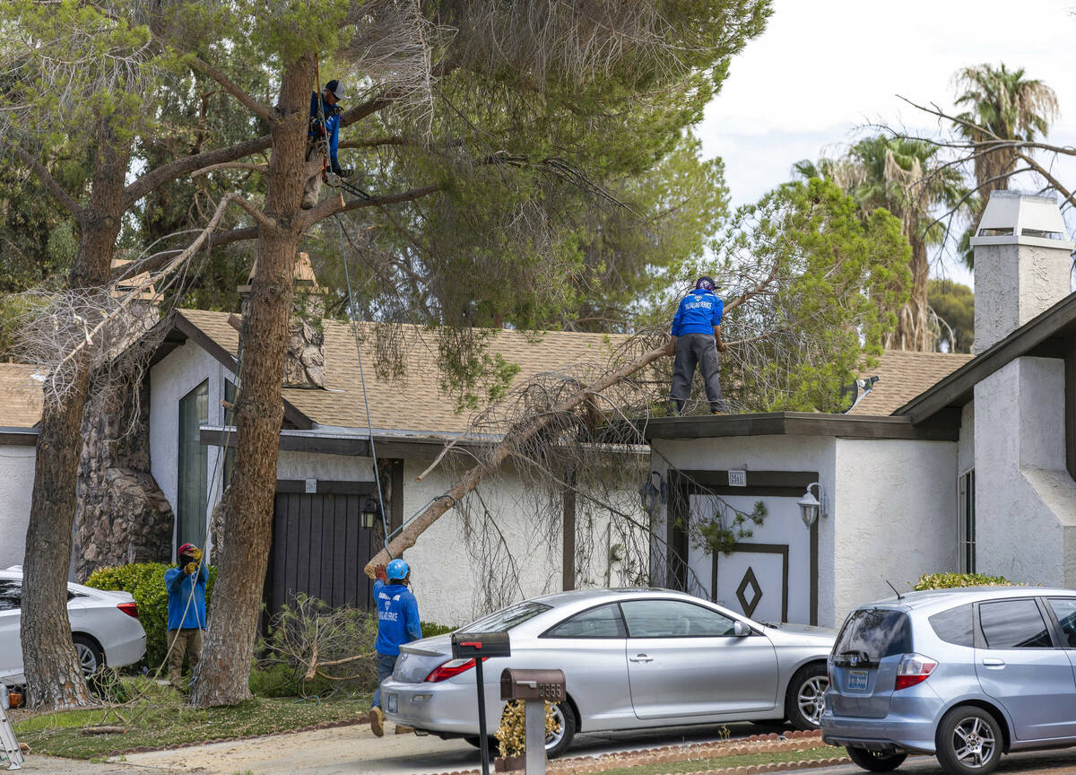 A crew works on one of the numerous trees having come down from yesterday's storm along Karen A ...