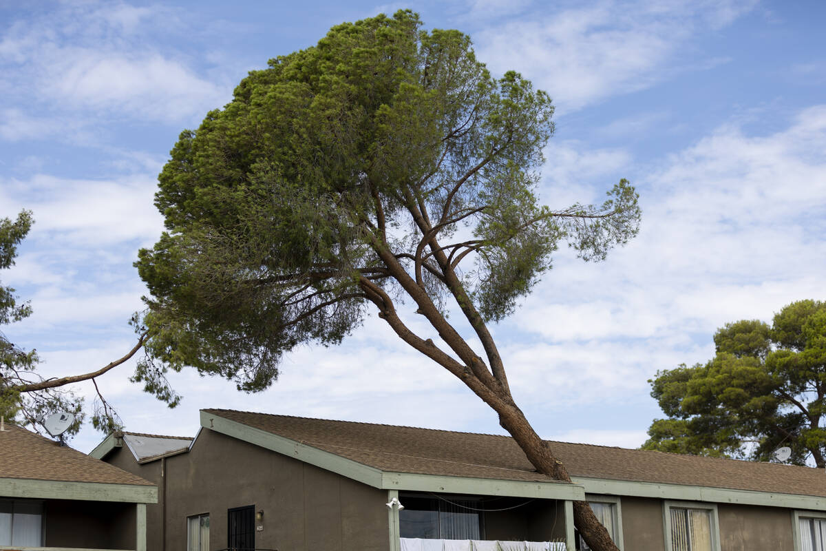 A fallen tree leans on the roof of an apartment complex on the 2600 block of Atlantic Street in ...