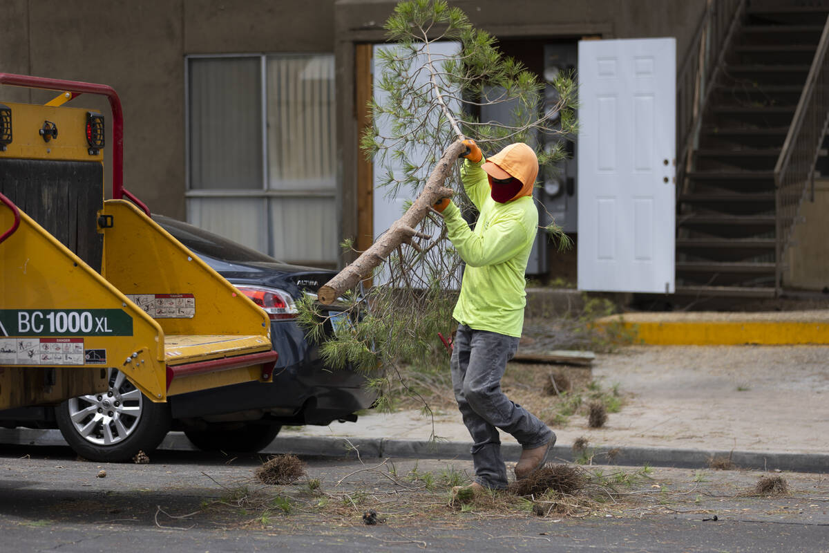 A landscaping worker removes branches from a fallen tree on the 2600 block of Atlantic Street i ...