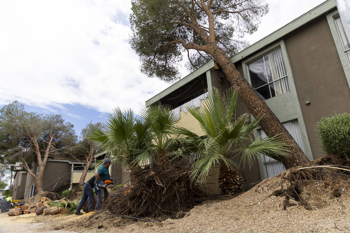 Landscaping workers remove fallen trees on the 2600 block of Atlantic Street in Las Vegas, Satu ...