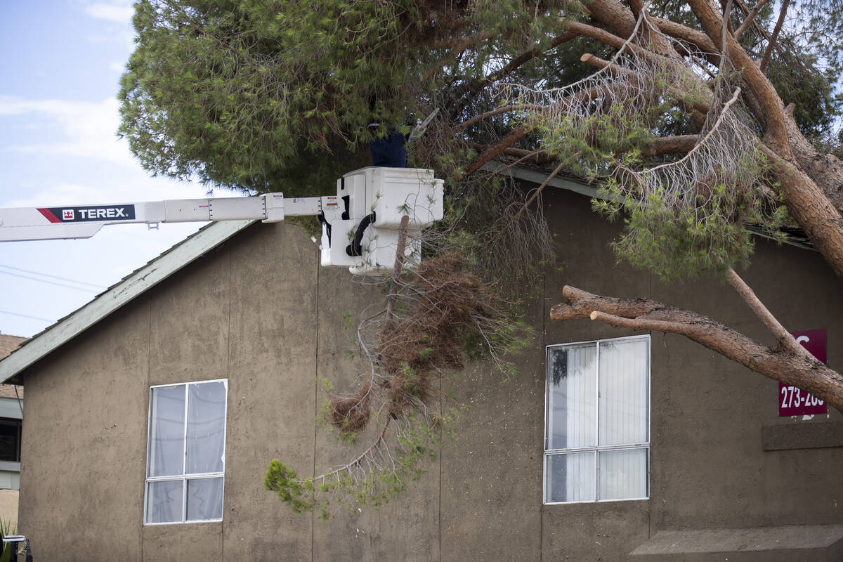 Landscaping workers remove branches from a fallen tree on the 2600 block of Atlantic Street in ...