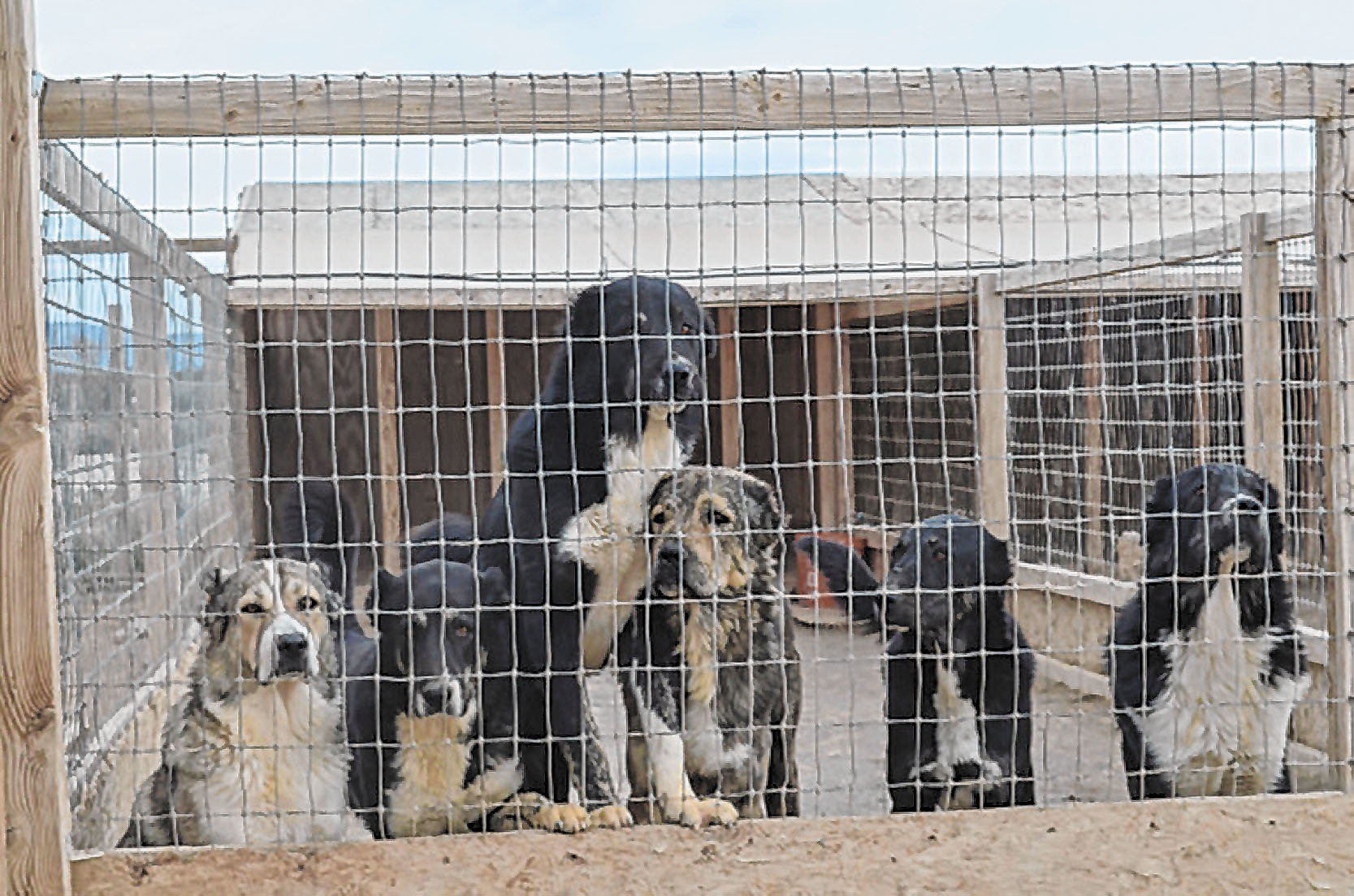 Lebih dari 300 anjing yang disiksa di Kabupaten Nye telah pergi ke tempat penampungan