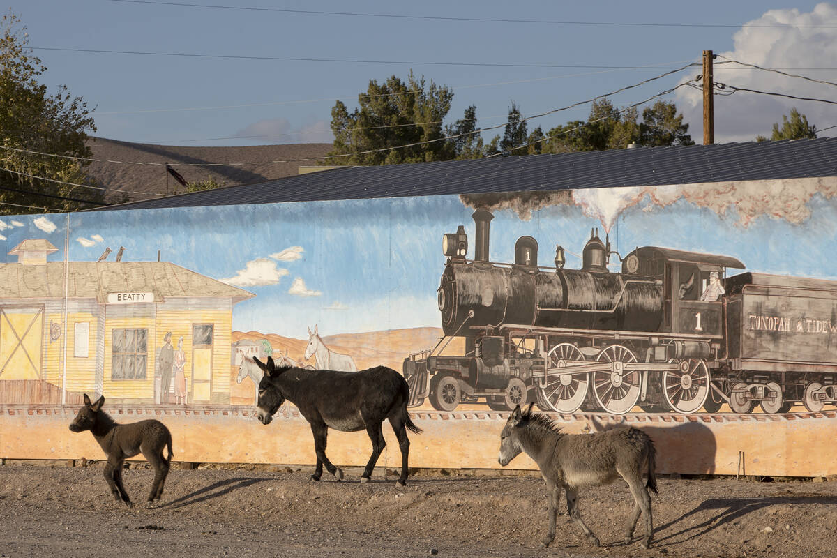Burros roam around town in Beatty, Nevada on Saturday, Nov. 7, 2020. (Ellen Schmidt/Las Vegas R ...