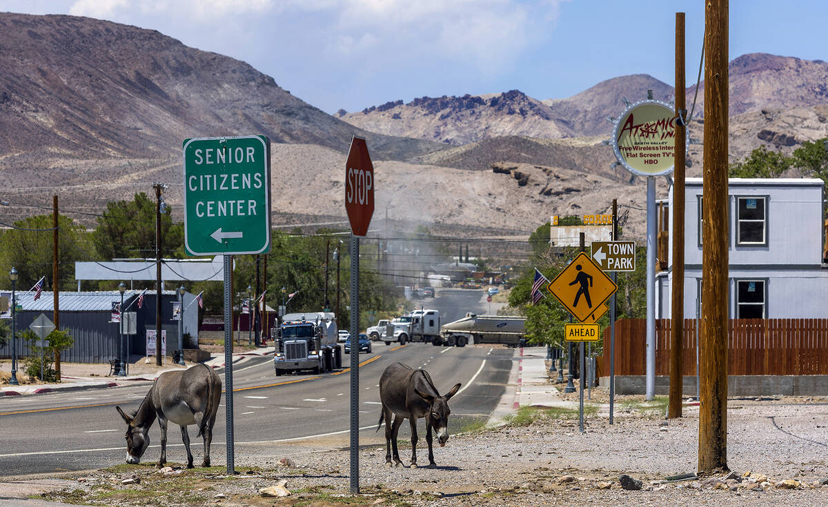 Burros graze nearby as traffic moves along South Second Street on Tuesday, August 2, 2022, in B ...