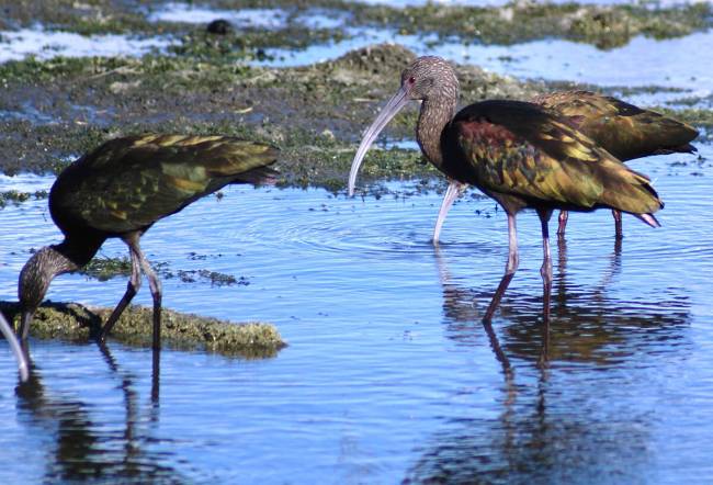 White-faced Ibis feeding in channel parallel to Wetlands Drive, which leads to Clark County Wet ...