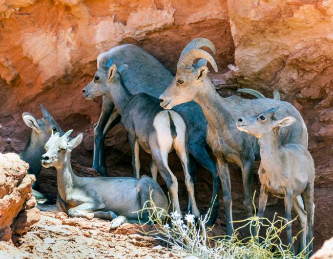 Domba Bighorn beristirahat di bawah bayang-bayang punggung bukit di Taman Negara Bagian Lembah Api pada hari Selasa, 28 Juni...