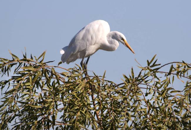 White egret sits on a tree at Henderson Bird Viewing Preserve on Thursday, Nov. 7, 2019, in Hen ...