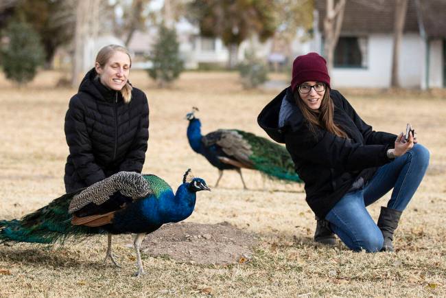 Tanya Jadrich, left, of Los Angeles and her sister Carla of Las Vegas take a selfie with peacoc ...