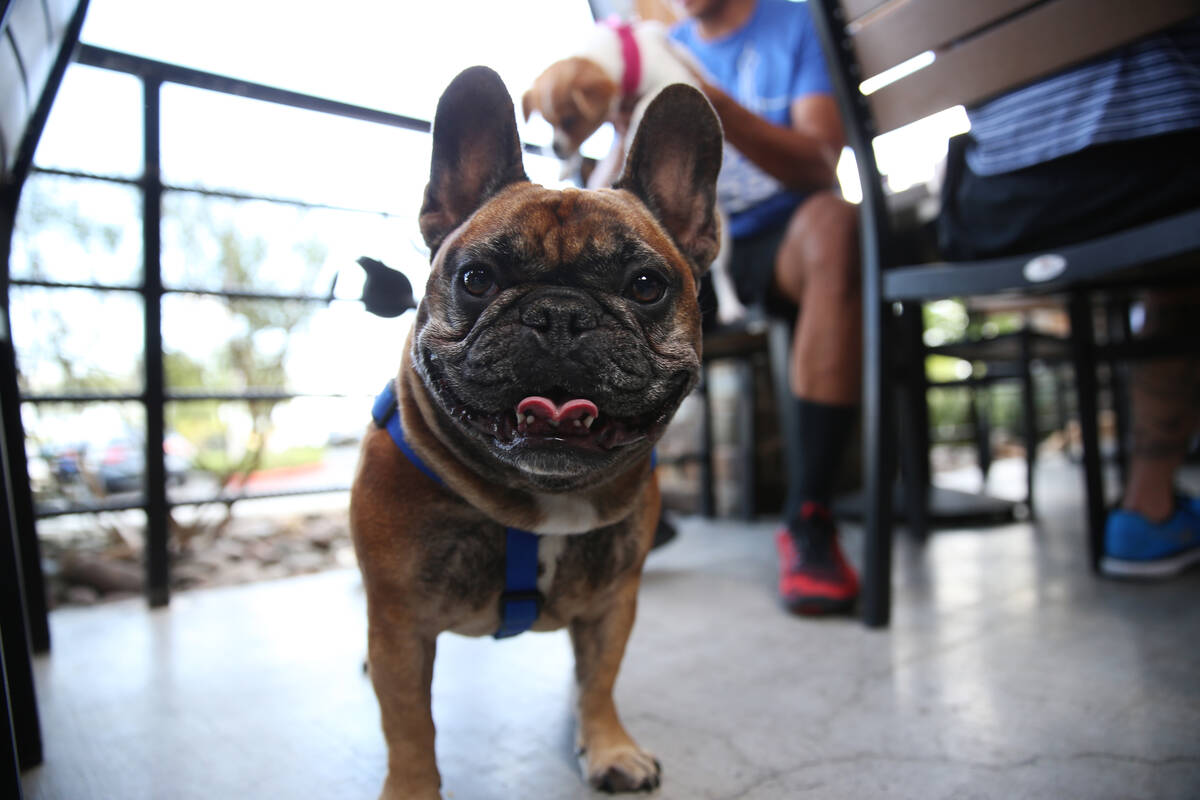 Rafa stands in front of his owner JR Echaluce at Lazy Dog restaurant in Las Vegas for lunch, Fr ...