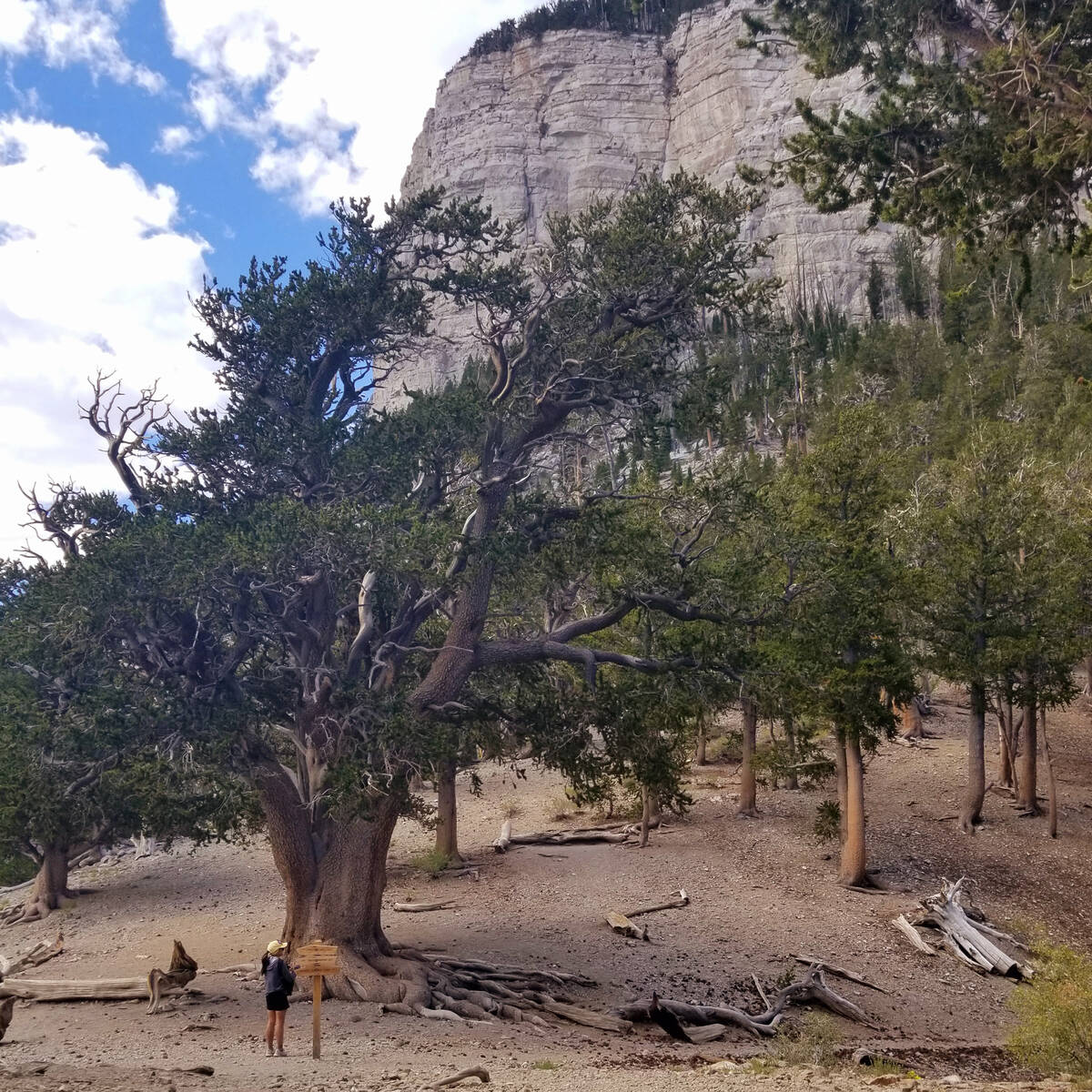A hiker admires Raintree, which is estimated to be 3,000 years old, along Mount Charleston  ...