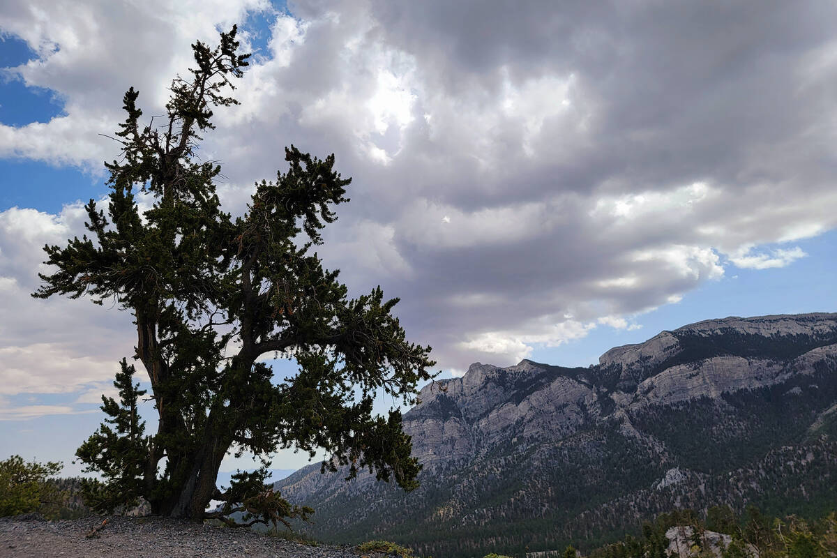Pinus kerucut Gunung Charleston aneh namun megah