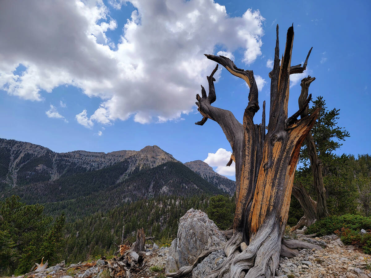 Wind and harsh elements over centuries transform Great Basin bristlecone pines into sculpture. ...