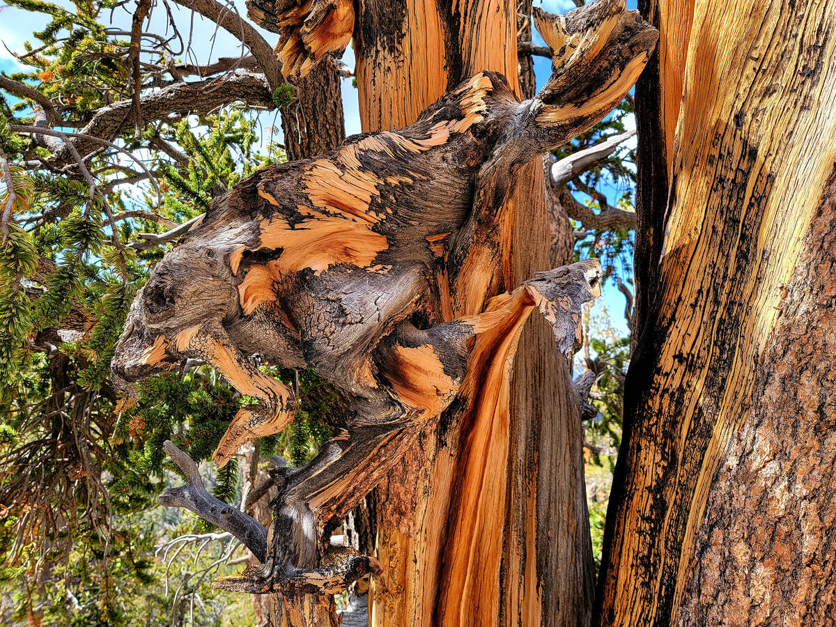 Stately and strange, these Great Basin bristlecone pines survive near the Bristlecone Trail's j ...