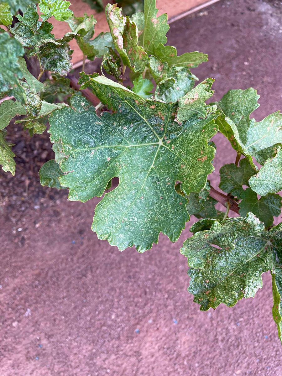 Grape leafhoppers leave yellow spots and black flecks on leaves due to their feeding. (Bob Morris)