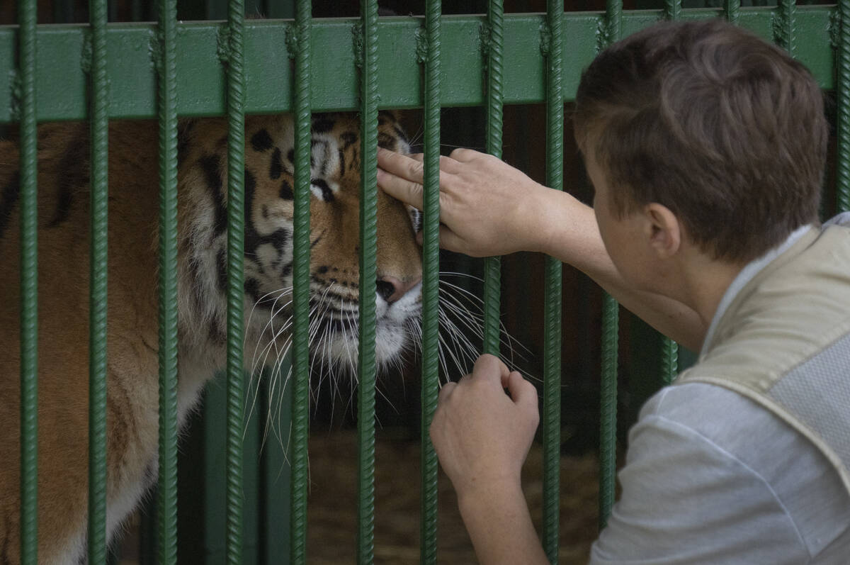 Natalia Popova, 50, pets a tiger at her animal shelter in Kyiv region, Ukraine, Thursday, Aug. ...