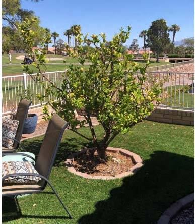 Courtesy Bob Morris This lemon tree is surrounded by artificial grass, which can cause lots of ...