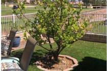 Courtesy Bob Morris This lemon tree is surrounded by artificial grass, which can cause lots of ...