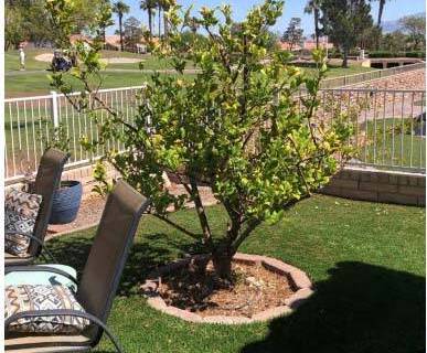Courtesy Bob Morris This lemon tree is surrounded by artificial grass, which can cause lots of ...