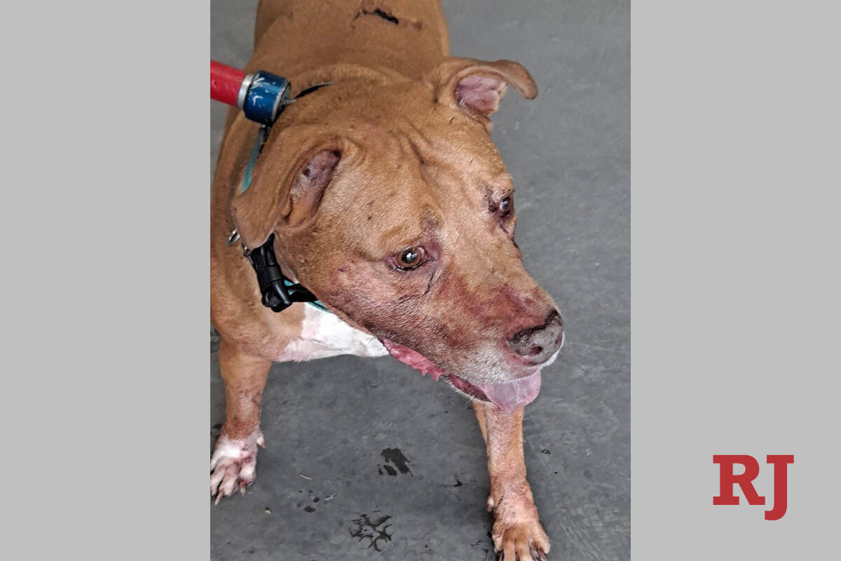 The dog involved in a fatal dog mauling was taken into the city's custody by Animal Protective ...