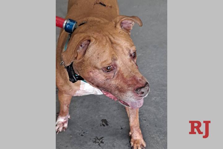 Buck, the dog involved in a fatal dog mauling, was taken into the city's custody by Animal Prot ...