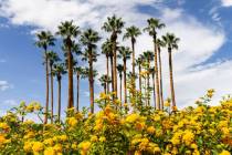 Light clouds linger over the northwest valley as seen from Summerlin on Thursday, Aug. 18, 2022 ...