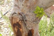 The trunk of this gala apple tree jas an advanced stage of fireblight. (Bob Morris)