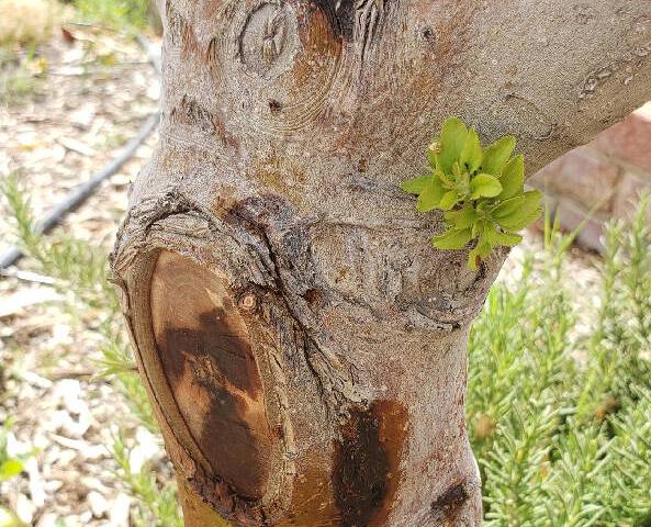 The trunk of this gala apple tree jas an advanced stage of fireblight. (Bob Morris)