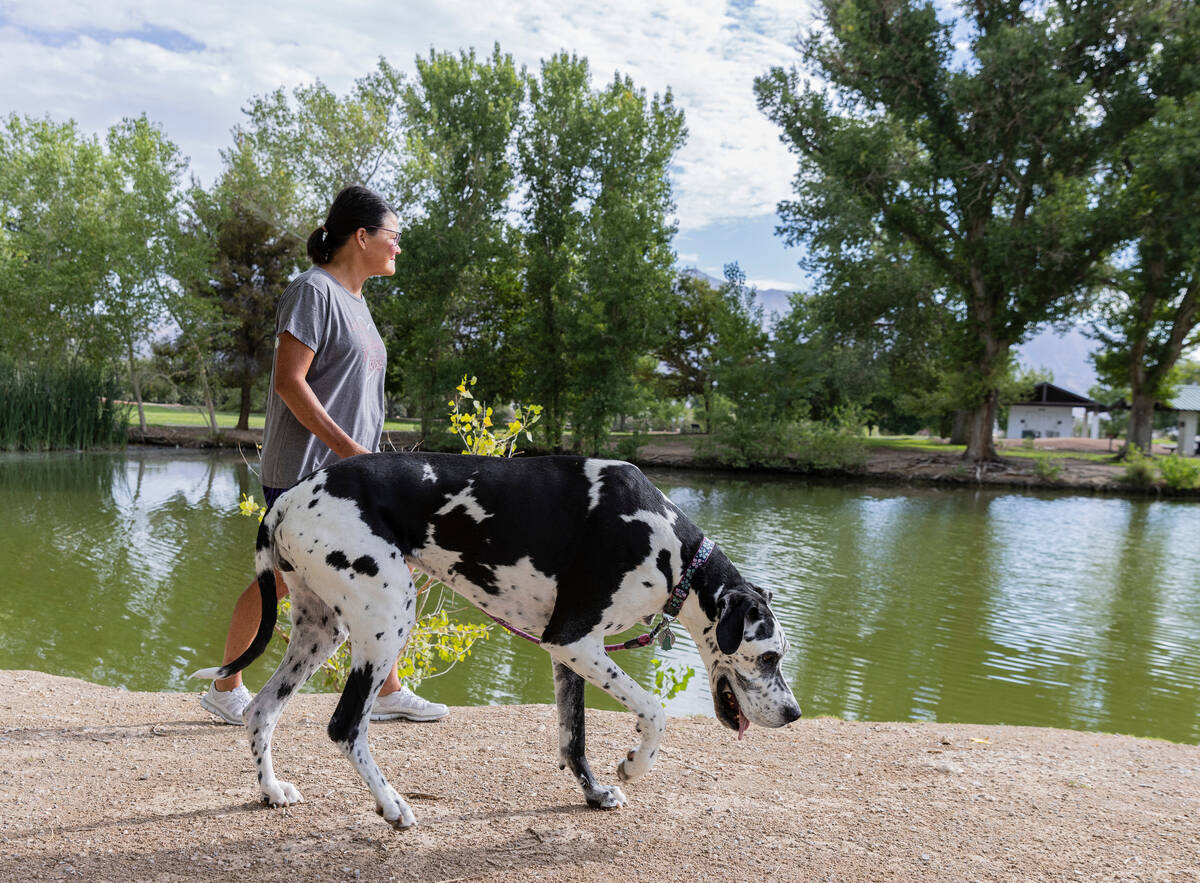 Jill Amato of Las Vegas walks with her dog Ruby at Floyd Lamb Park, on Thursday, Aug. 25, 2022. ...