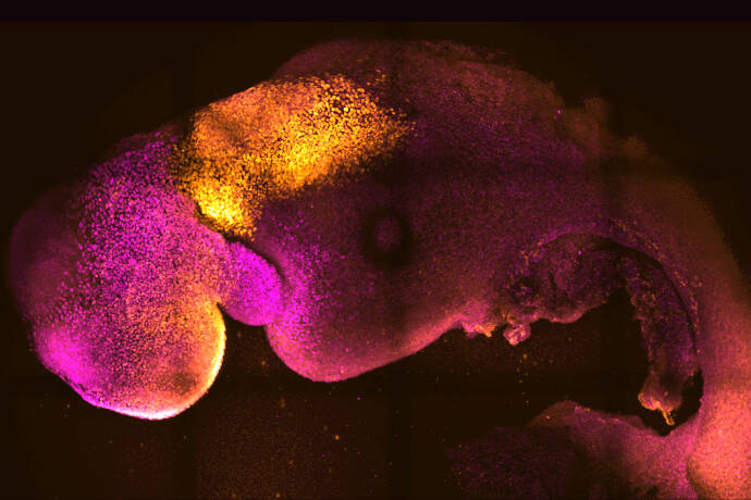 Para ilmuwan menggunakan sel induk untuk membuat embrio tikus sintetis