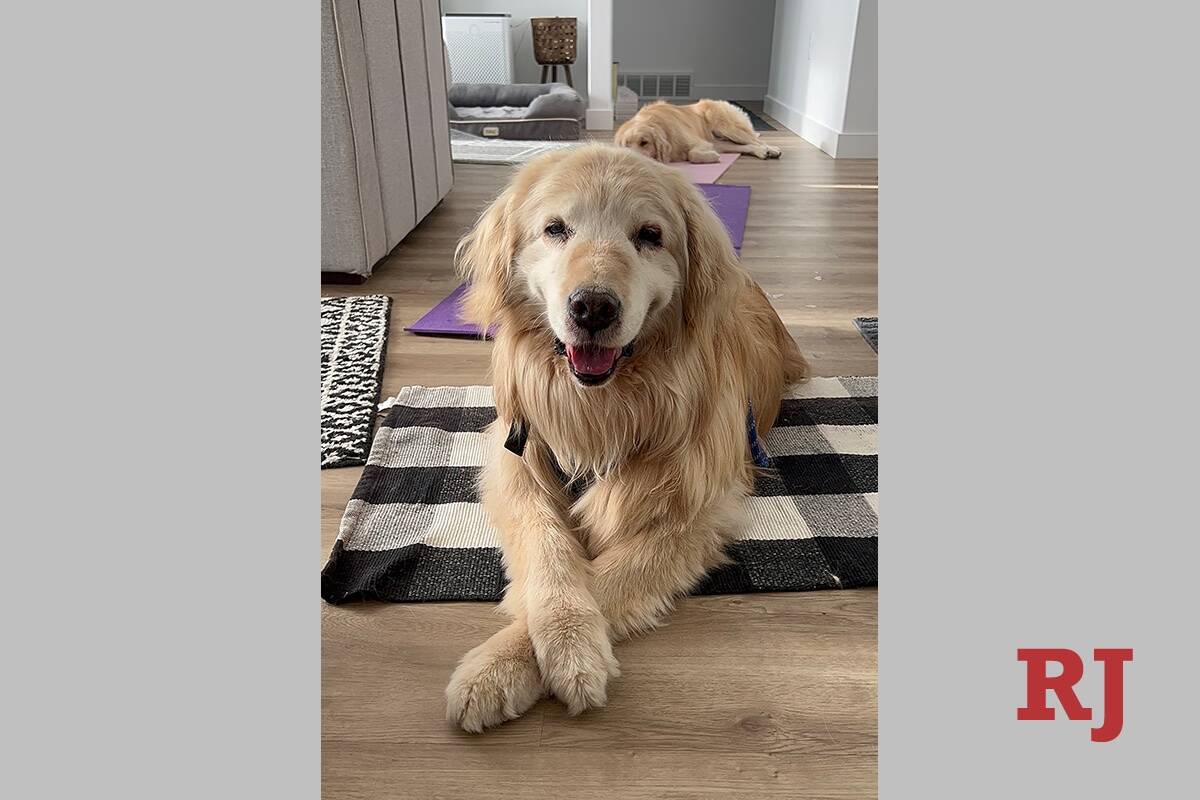 Are Golden Retrievers Dangerous Dogs