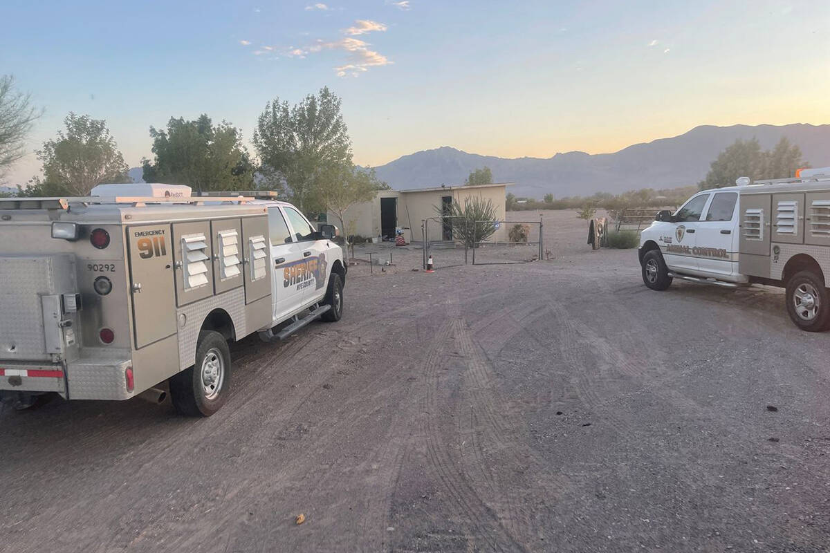 Some 300 dogs have been seized from a Nye County property during an animal cruelty investigatio ...