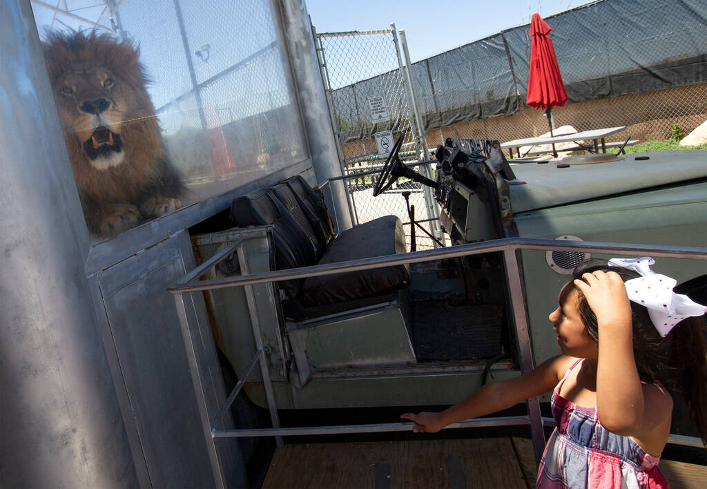 Bentley the Lion dies at ranch in Henderson | Henderson | Local