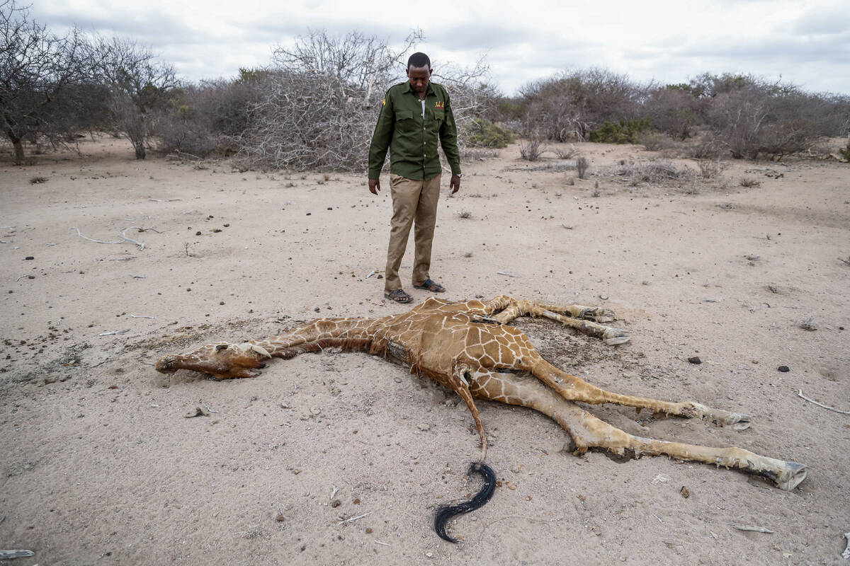 FILE - Mohamed Mohamud, a ranger from the Sabuli Wildlife Conservancy, looks at the carcass of ...