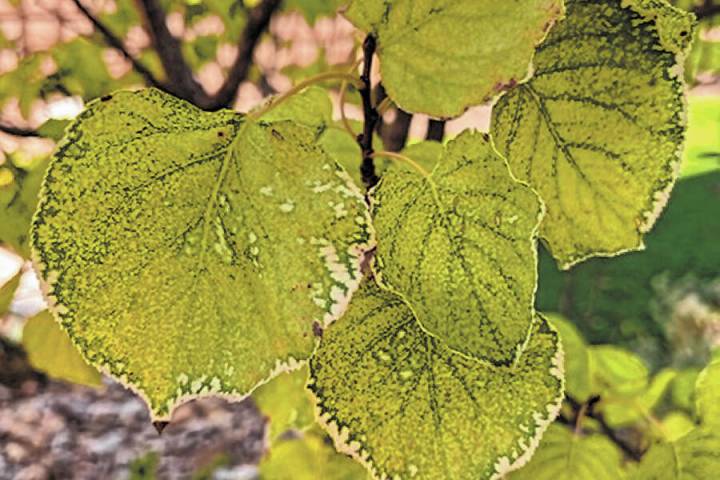 The leaf color of an apricot tree should be dark green. If the leaf color is light green and ne ...