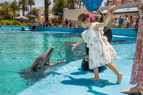 Sophie Santos, 3, feeds Maverick with instructions from Dolphin Care Specialist Jen Schwab, beh ...