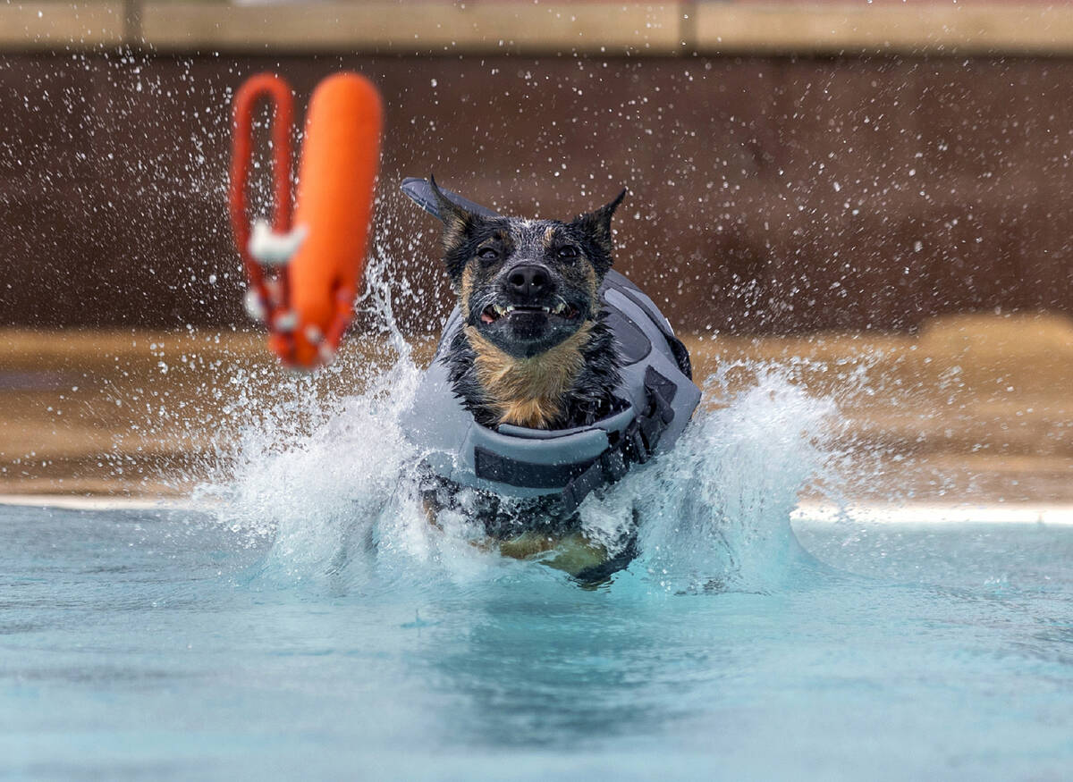 Jinx the dog jumps in the water to retrieve a toy during Dog Daze of Summer event where dogs sw ...